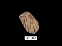 藏品(灰算盤蛤)的圖片